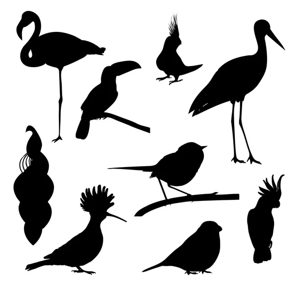 Set of birds