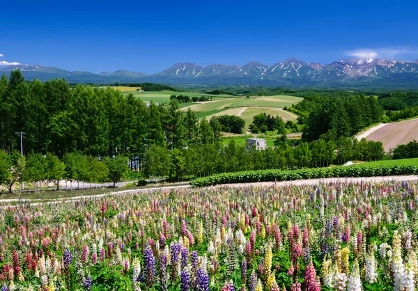 Lupine flower field in summer with mountain background