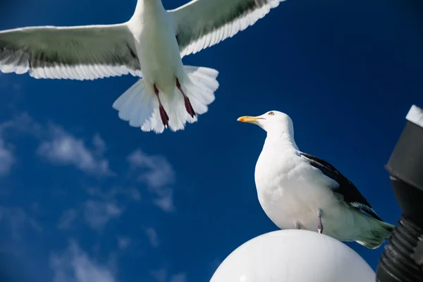 flying seagull for freedom concept