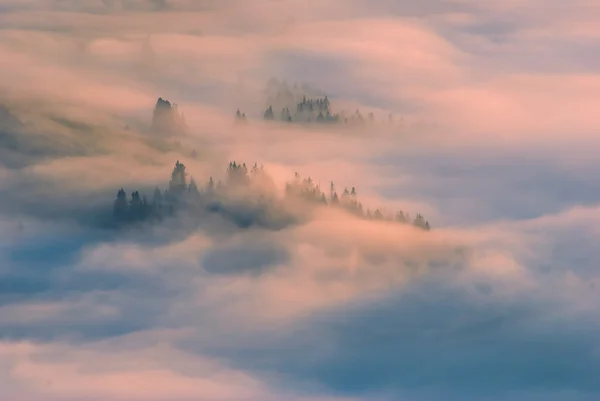 Carpathian misty valley