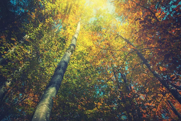 Carpathian autumn forest. Vintage colors