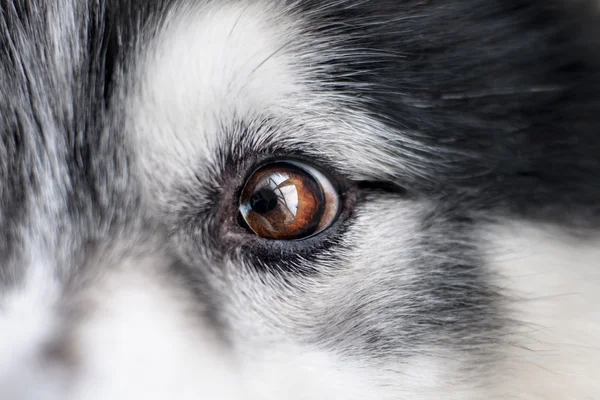 Husky dog eyes