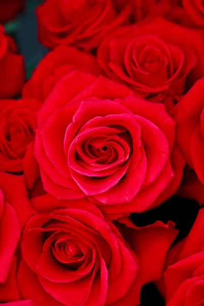 Bunch of red roses