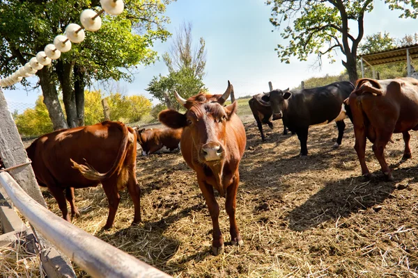 Brown cows on  meadow