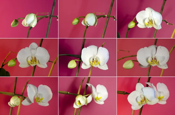 White orchids.