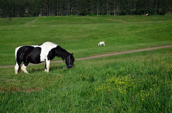 Black and white horse on field