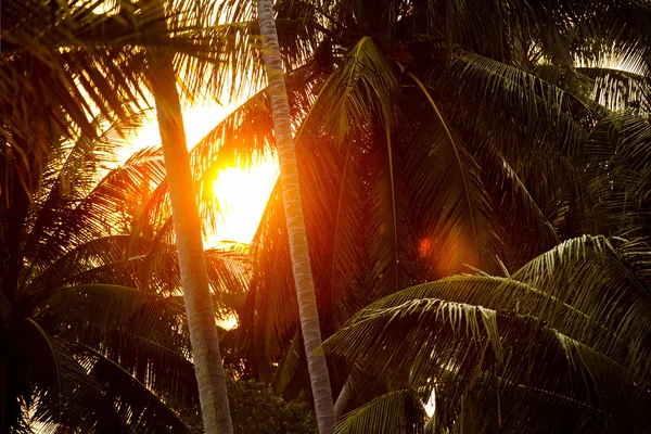 Closeup image of red sunset in tropics viewed through palm tree