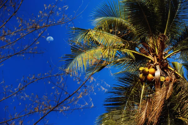 Closeup image of beautiful scene of coconut palm tree at blue summer night sky with moon background.