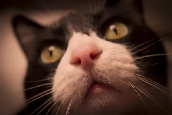 Pink Cat Nose
