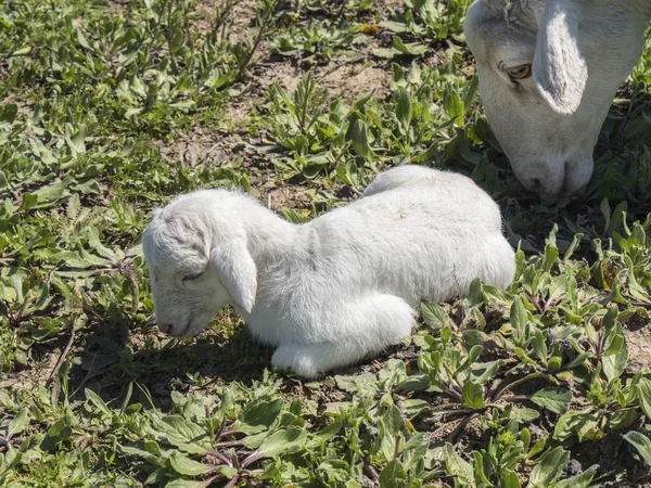 Newborn lamb with his mother