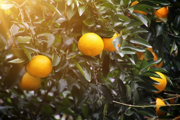 Orange tree fruit