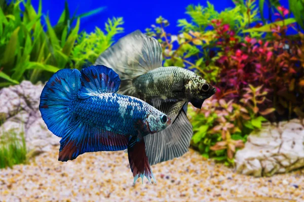 Siamese fighting fish with green plants