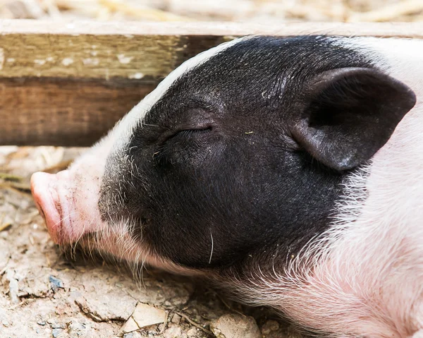 Pig sleep at pig breeding farm in nature