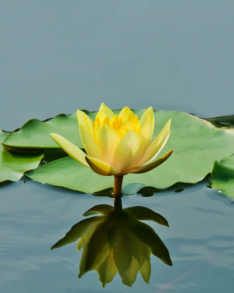 Beautiful lotus flower and leaf in pond nature