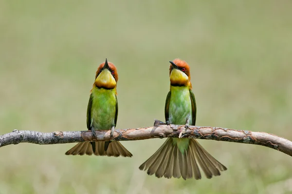 A beautiful bird Chestnut headed Bee eater on a branch.(Merops lleschenaulti)