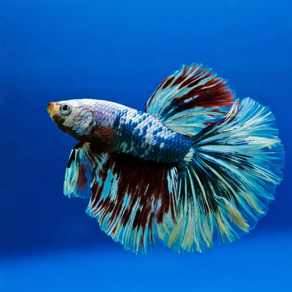 Capture the moving moment of white siamese fighting fish isolate on blue background.