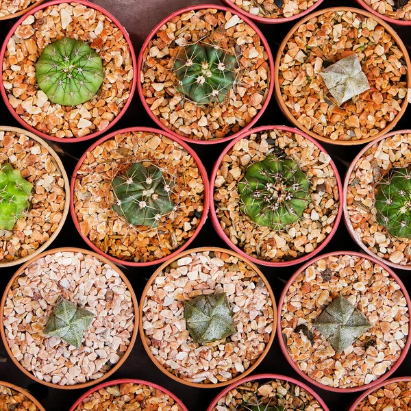 Sale of cactuses of various grades in the Flower market.