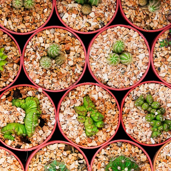 Sale of cactuses of various grades in the Flower market.