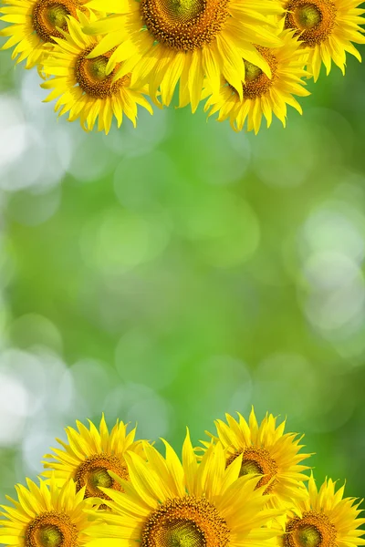 Sunflower Background for presentation Sunflo wer Background