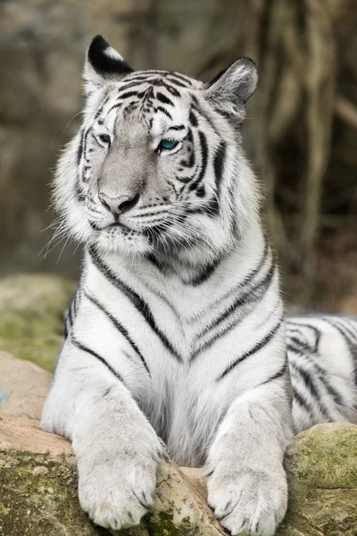 Face to face with white bengal tiger