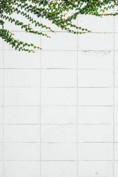 Ivy leaves the island on a brick wall white background.