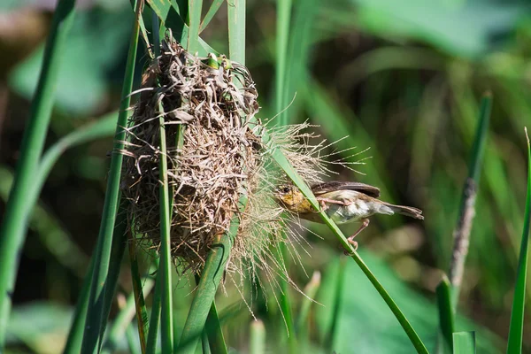 Little lovely bird : Golden weaver(Female)