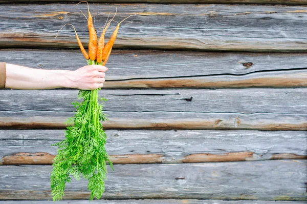 Bouquet of fresh washed carrot in man hand