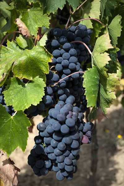 Bunches of red ripe grapes on the vine, ready to be harvested