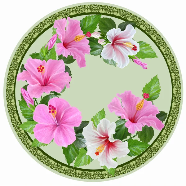 White and pink hibiscus, green leaves, exotic, tropical flowers. Round form, circle