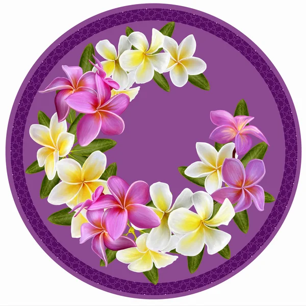 Pink and white plumeria. Tropical exotic flowers.Flowers in a circle. Round form. Round floral background.