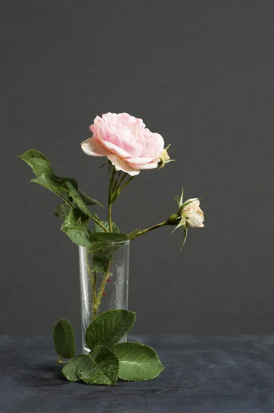 Park pink rose in the vase on the dark background