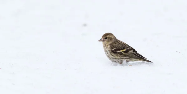 A Pine Siskin finch (Carduelis pinus) searches in corn snow for seeds and things to eat on an early-springtime morning.