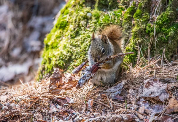 Red squirrel eats pine cone seeds at the base of a moss covered tree in the forest.