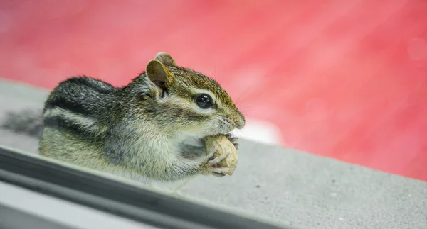 Gathering peanuts, a curious Eastern chipmunk peers through my window from the sill outside.