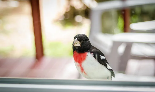 Rose Red Breasted Grosbeak - Pheucticus ludovicianus - sits on my window sill and looks into the house.