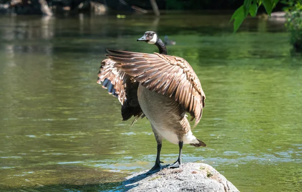 Canada Goose stands on rock, flaps his wings in a springtime display of territory and courtship on the Ottawa River.