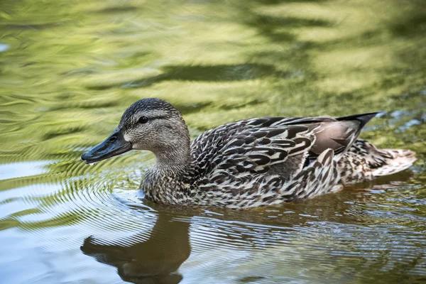 Young female Mallard duck swimming past, close up on Ottawa river.