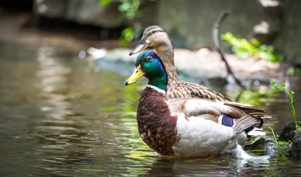 Colourful mating pair of Mallard ducks close up on Ottawa river.