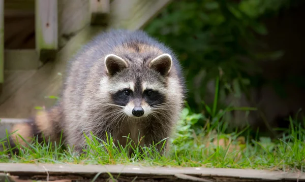 Raccoon (Procyon lotor(s) emerges from the woods.  Smart young animals shyly make an appearance searching for food, family members unseen are nearby.