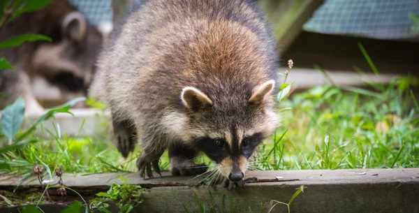 Raccoon (Procyon lotor(s) emerges from the woods.  Smart young animals shyly make an appearance searching for food, family members unseen are nearby.