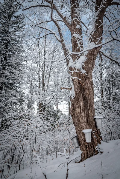 Maple syrup collection buckets for a sugar shack in the Maple wooded winter forest.