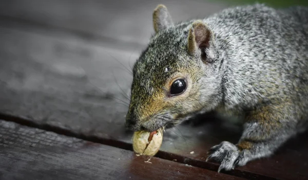 Hungry squirrel tries to dislodge a stuck peanut.