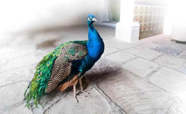 Beautiful peacock standing in the entrance way of terrace in Havana, Cuba.