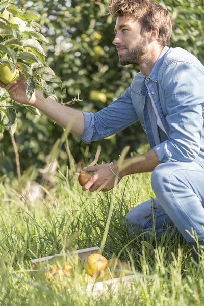 Young man picking organic Apples into the Orchard.