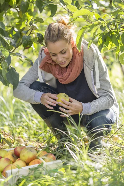 Young woman picking organic Apples into the Orchard.