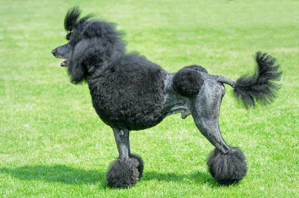 Black royal poodle standing on green field.