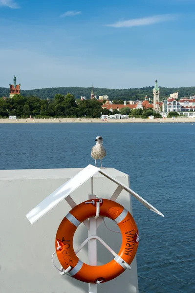 Sea mew sitting on the lifebuoy on the boat .