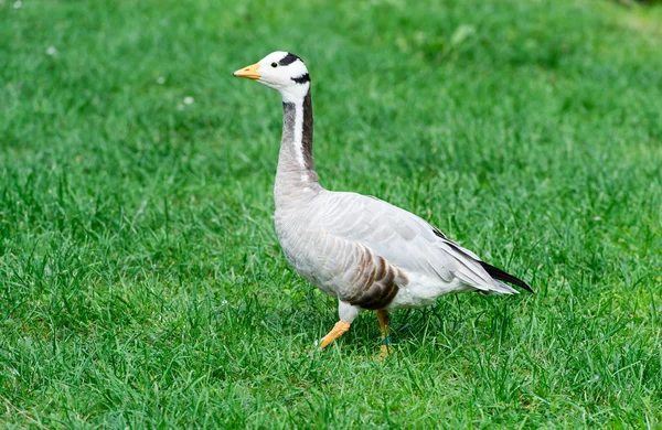 Grey duck on the grass in zoo.