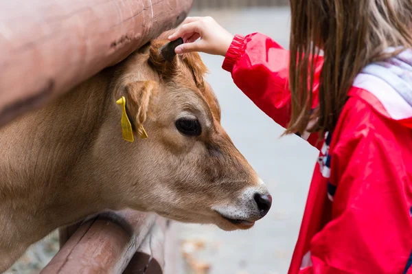 Little girl stroking a cow in zoo.