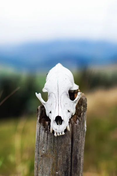 Animal skull on wooden log